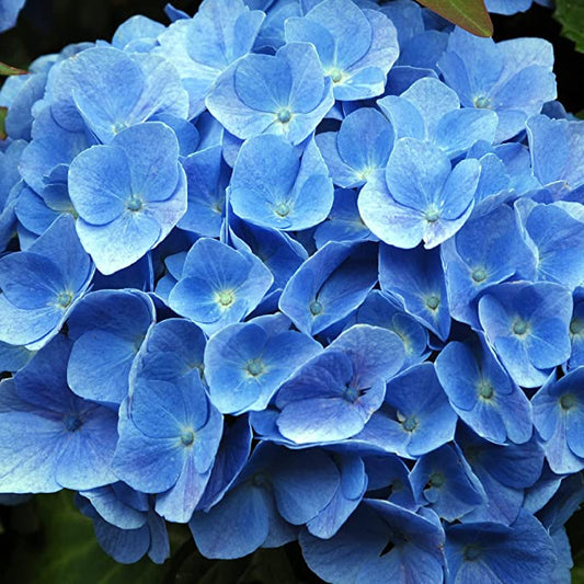 Solabiol Fertilizante Granulado para Hortensias