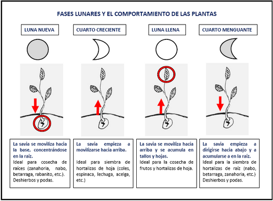 Las fases lunares y el comportamiento de las plantas.